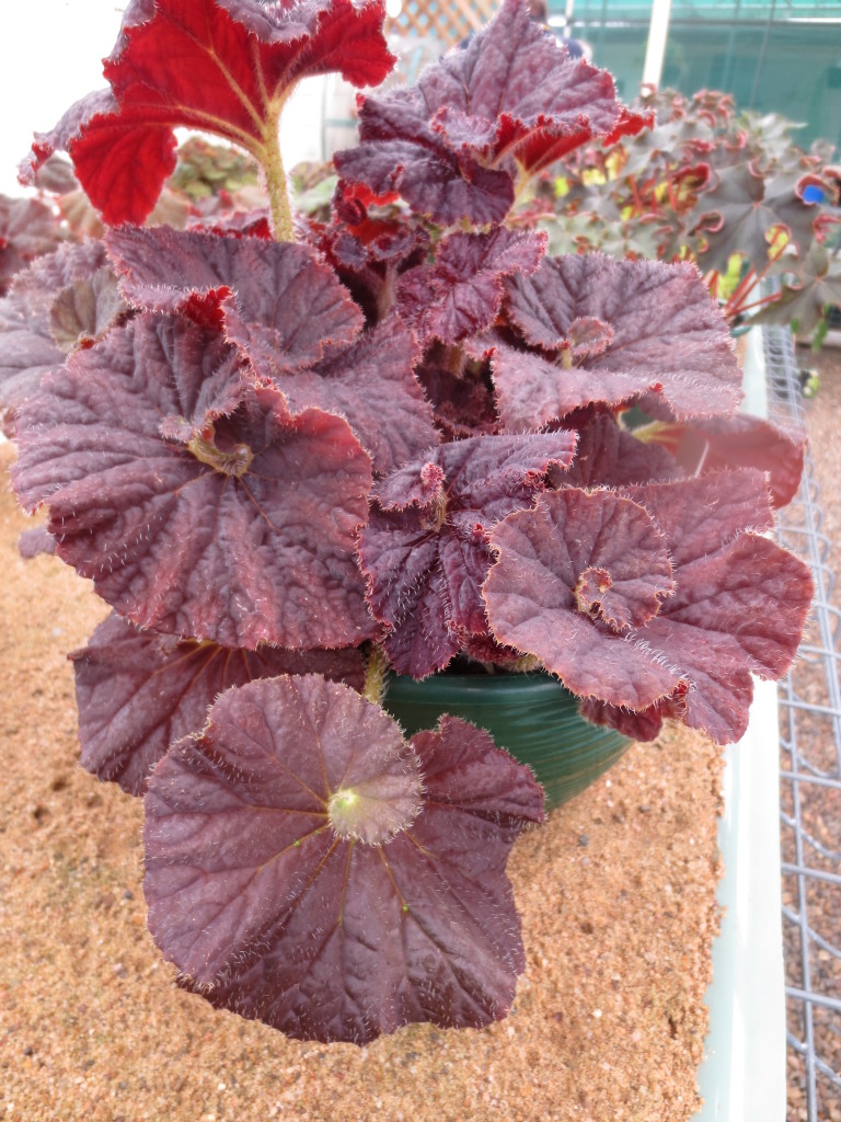 B. ‘Red Rooster’